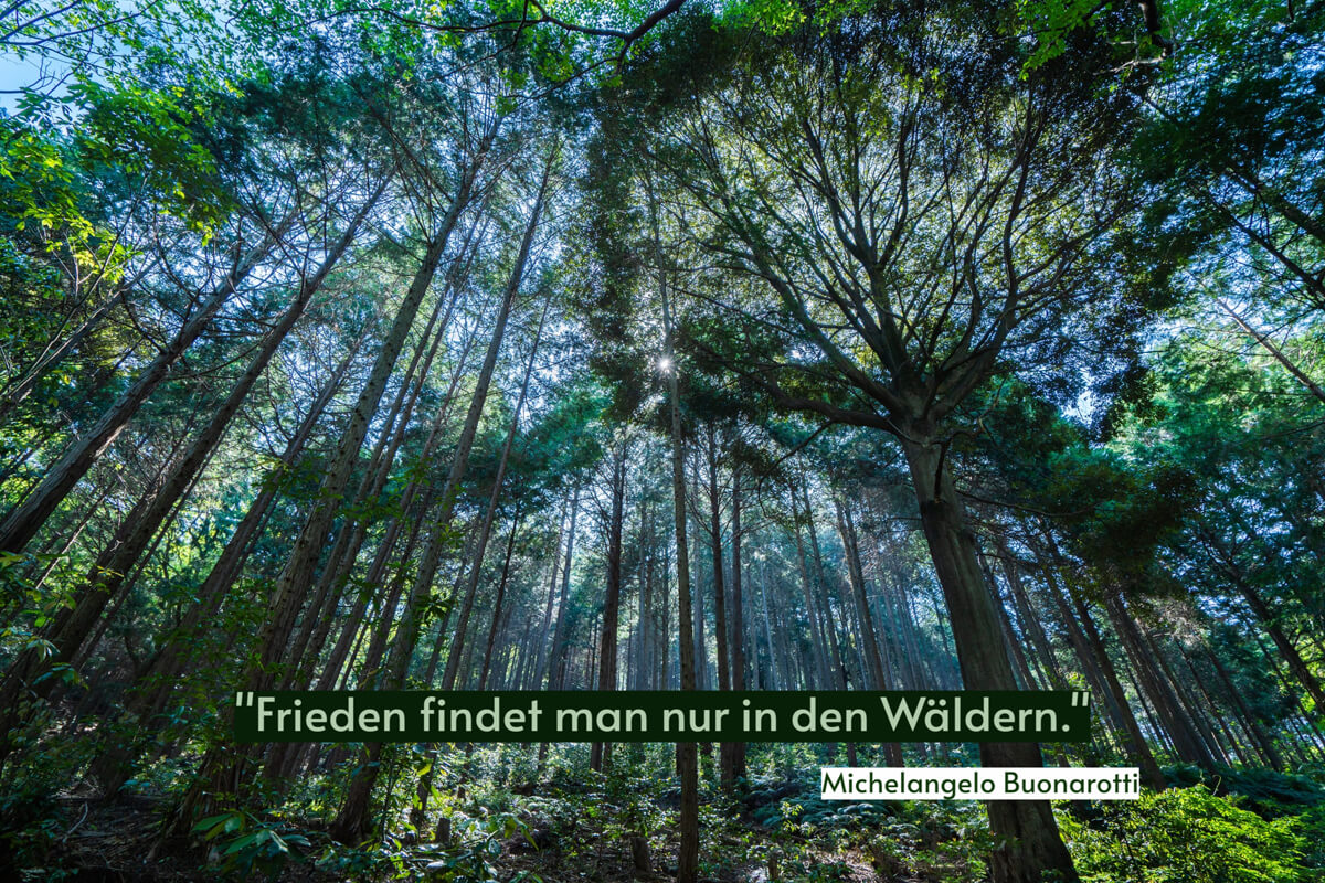 Camping und Abenteuer im Wald